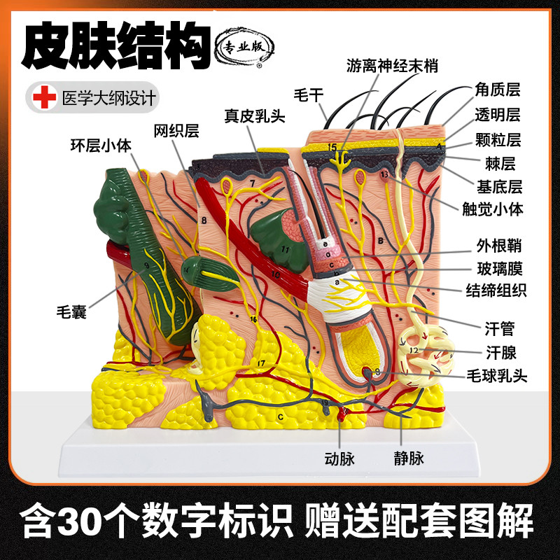 人体皮肤层次结构放大解剖模型微整形用注射缝合模块针灸扎针练习