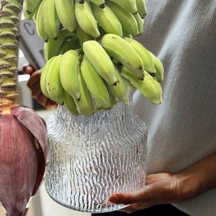 禁止蕉绿花瓶禁止焦虑香蕉花瓶水培香蕉花瓶矮款宽口办公水培玻璃