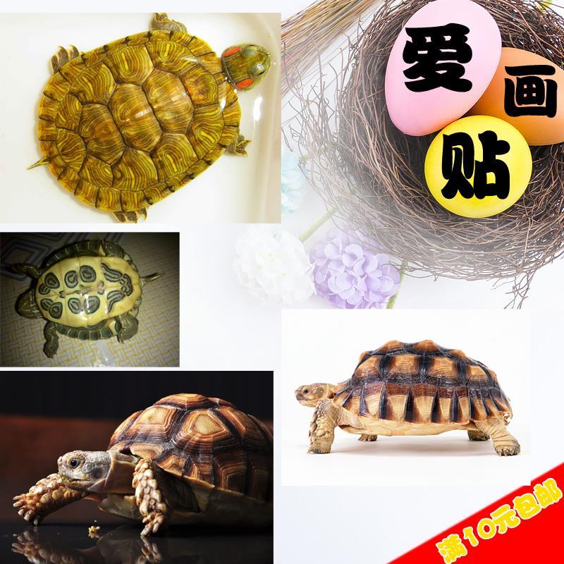 装饰画 乌龟 招财龟动物照片写真壁纸贴画 墙壁贴纸海报贴图图片
