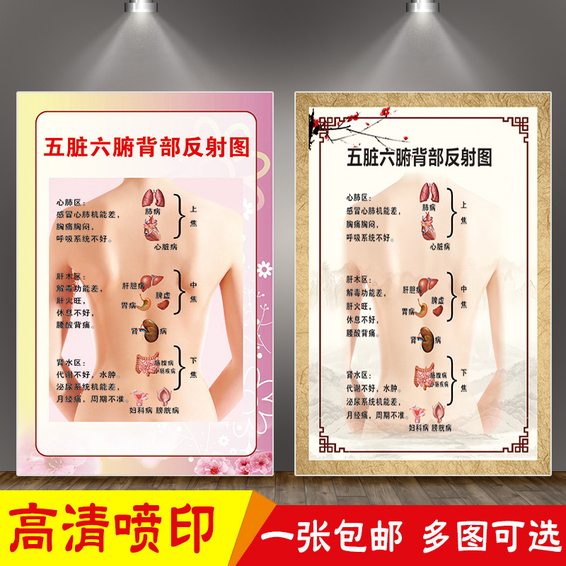 五脏六腑背部反射图养生馆装饰美容院背部推拿经络穴位时疗海报画