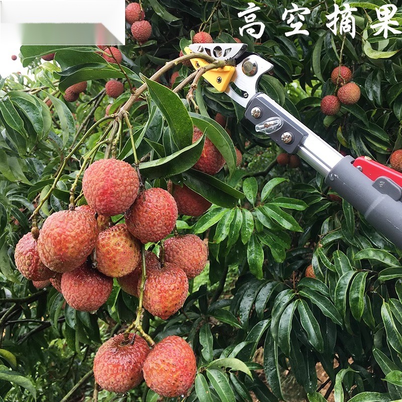 好伸手摘果神器高枝剪树枝剪伸缩摘果剪刀高空摘枇杷采摘器摘荔枝