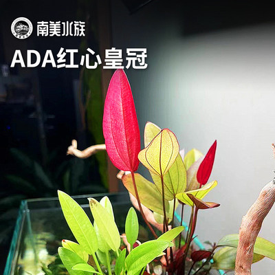 ADA红心皇冠阿根廷紫荆九冠水草南美缸造景鱼缸养鱼专用乌龟水草