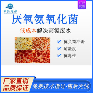 中泓环保红菌厌氧氨氧化菌污水处理菌种高效脱氮颗粒污泥活性细菌