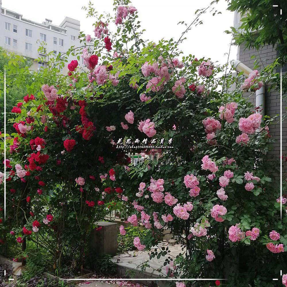 花思雨【七姐妹】东北抗寒大型藤本蔷薇花量大抗性强庭院绿植盆栽