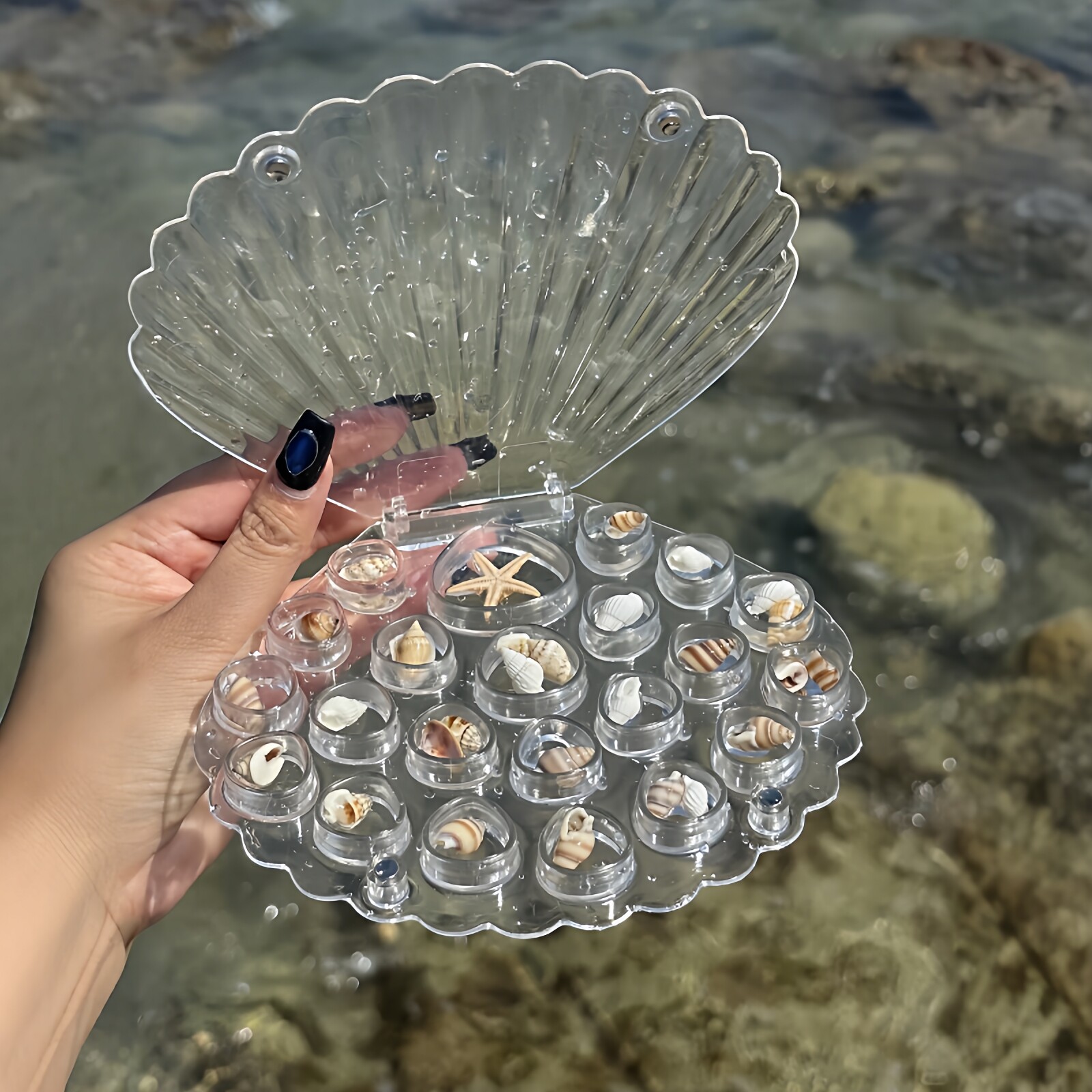 去海边带着这个贝壳收纳盒
