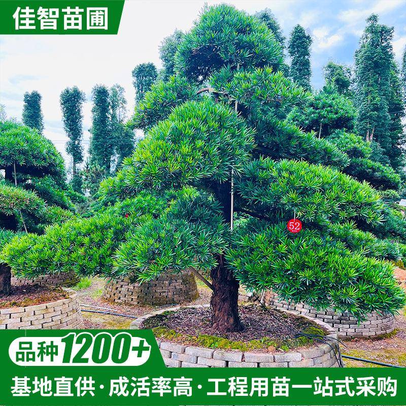 盆栽造型罗汉松地径26公分盆景绿化园林工程临水斜飘式现货