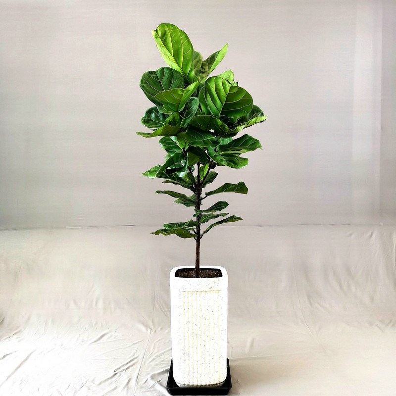 西安同城琴叶榕大型网红绿植盆栽北欧风室内客厅好养落地植物花卉