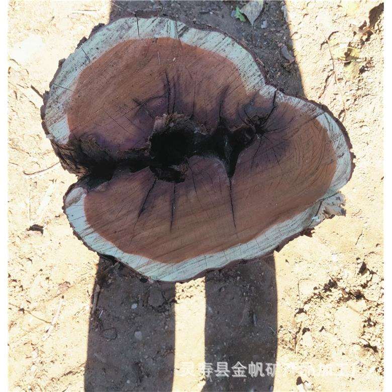 河北千年自然雷枣木活树采伐雷劈木深山老枣树原木雷劈枣木