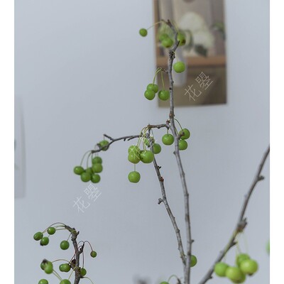 花曌 夏季时令棠梨果海棠果实鲜切枝条中式东方插花W家居瓶插花材