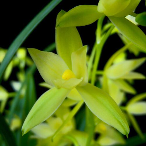 翁源兰花苗四季建兰名贵七仙女带花浓香好养N室内阳台绿植花卉盆