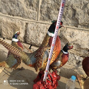 标本 山鸡标本 雉鸡标本 模y型教学道具家装摆件真羽毛 七彩鸡标