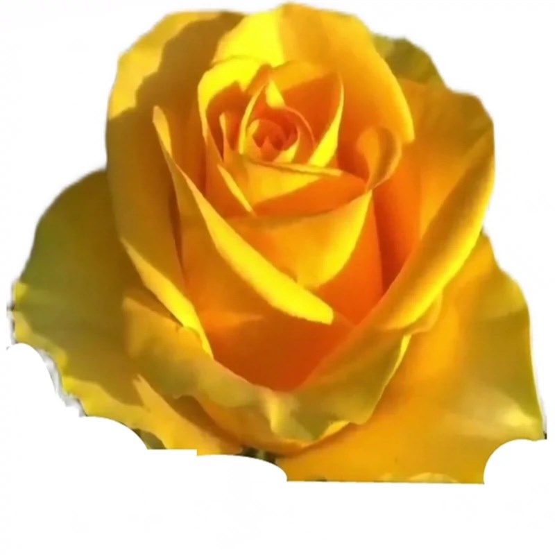 苏格兰黄油玫瑰花月季花苗特x大切花盆栽四季灌木庭院阳台花卉植,鲜花速递/花卉仿真/绿植园艺,月季/蔷薇/玫瑰,淘宝优惠券,粉丝福利购,淘宝优惠卷