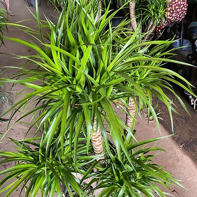 龙血树盆栽大型绿植室内客t厅净化空气造型老桩多头龙须树四季常