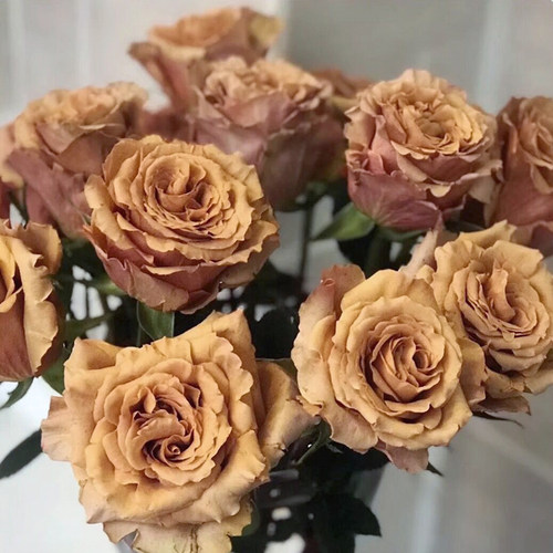 惠惠的花园切花月季太妃糖复古C色花卉阳台庭院花苗盆栽植物
