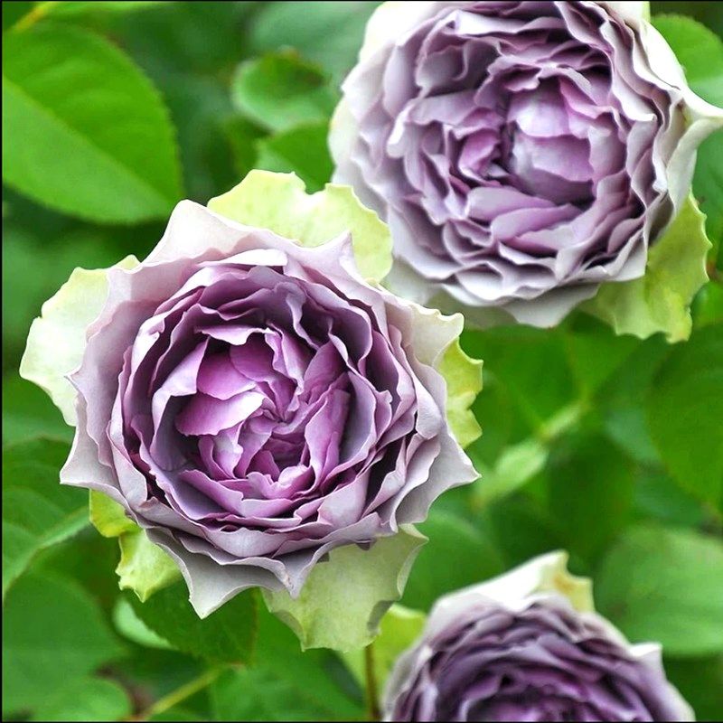 超新品首饰盒河本玫瑰月季浓香灌木四季开花庭院阳台绿Z植盆栽抗,鲜花速递/花卉仿真/绿植园艺,月季/蔷薇/玫瑰,淘宝优惠券,粉丝福利购,淘宝优惠卷