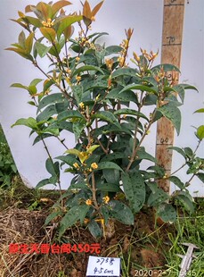 四季桂花树桩盆栽天香台阁桂花苗佛顶珠原生T带土球发货包活