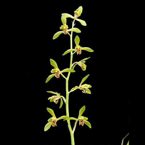 【蕙兰仙绿c梅】兰花苗名贵盆栽花卉植物浓香室内阳台好养兰草国