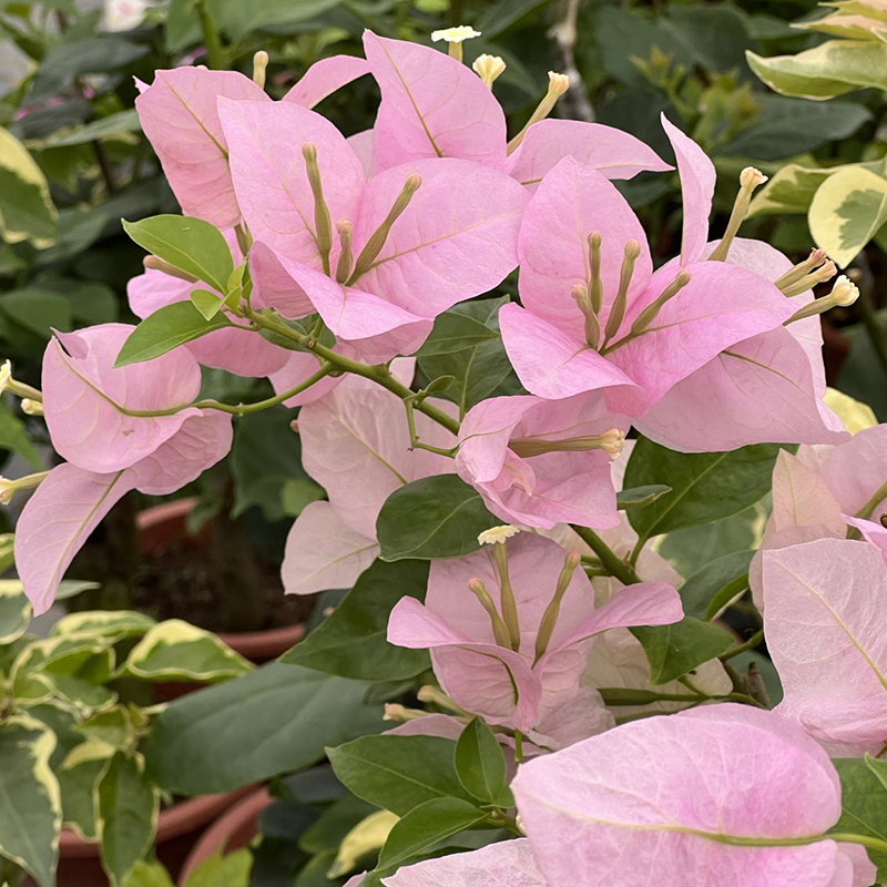 三角梅 粉天使 扦插小苗阳台花苗花卉四季阳台开U花植物盆栽庭院