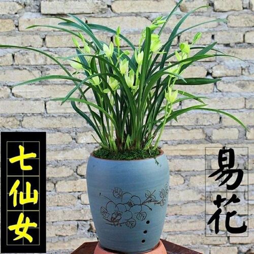 翁源兰花苗四季建兰名贵七仙女带C花浓香好养室内阳台绿植花卉盆