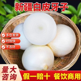 白洋葱新疆皮牙子手抓饭配料餐饮直供新货凉拌生吃新鲜新疆直发