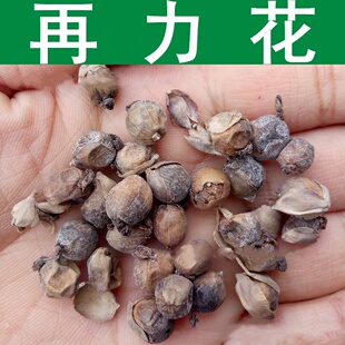 草花种子 再力花种子 水莲蕉 水竹芋种子 水生植物