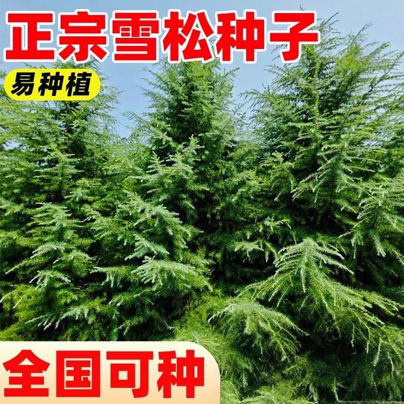 雪松种子新采黄山松迎客松马尾松白皮松黑松油五针松松雪松种子籽