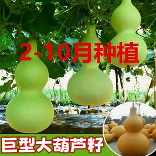 种植家庭阳台盆栽地栽小院爬藤葫芦种子 巨型超大葫芦种子籽四季