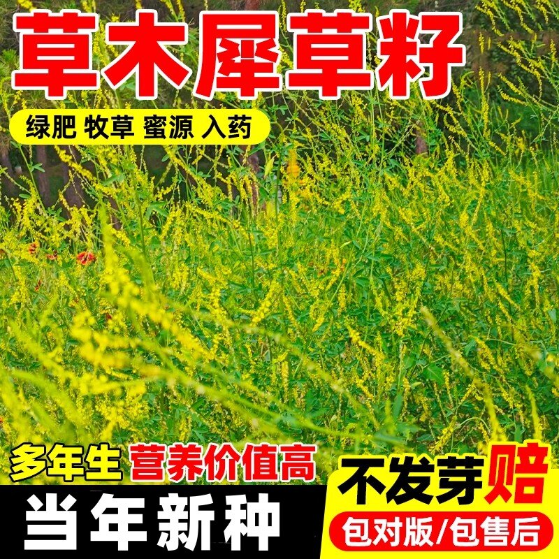 草木犀种子优质牧草种