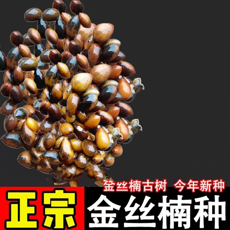 正宗金丝楠木树苗种子
