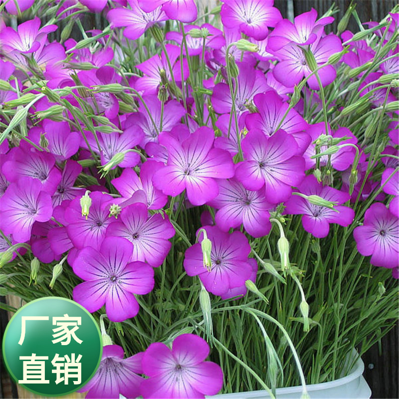 麦仙翁种子四季可播花坛庭院