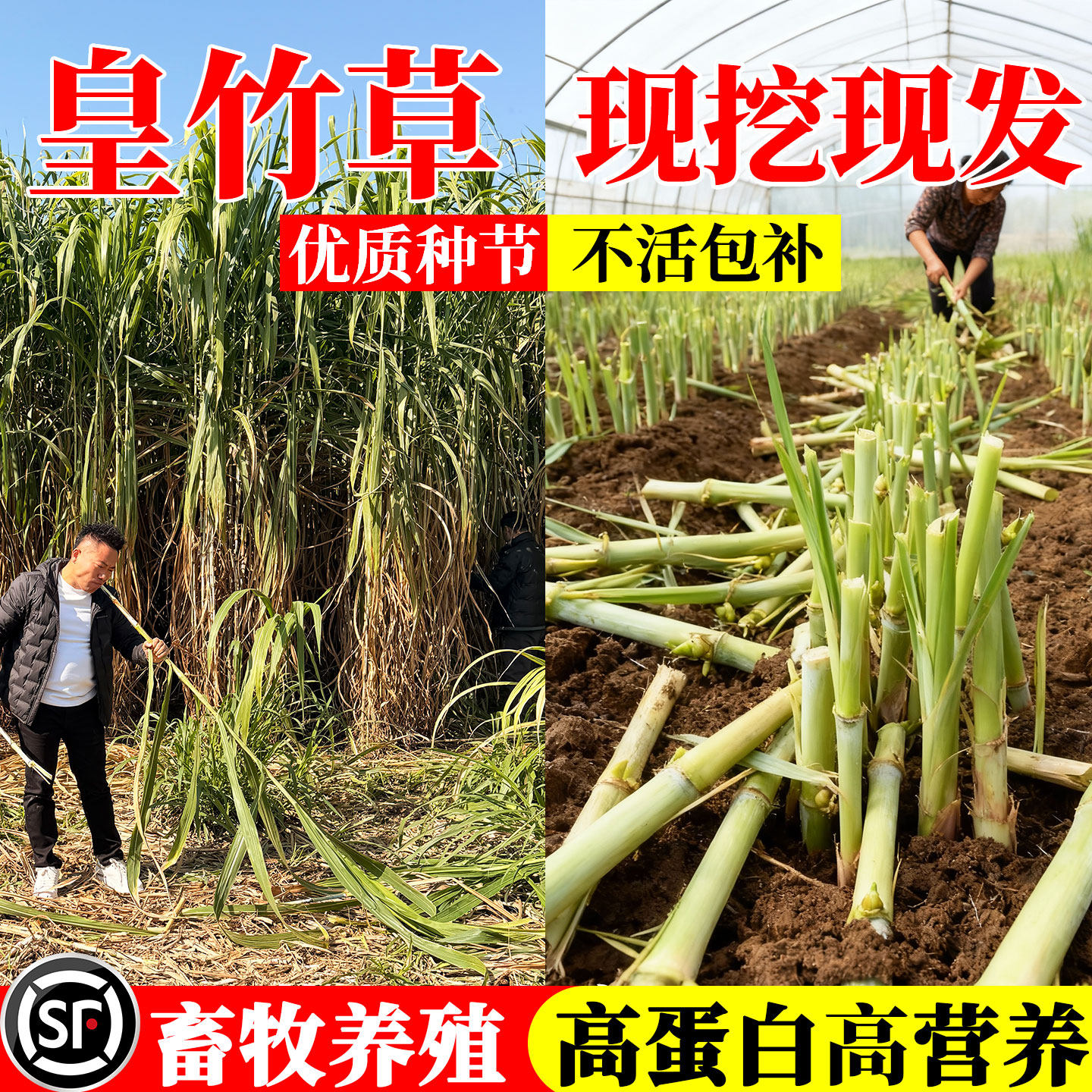 皇竹草种节无毛高产耐寒皇竹草巨菌草种子多年生四季常青牧草