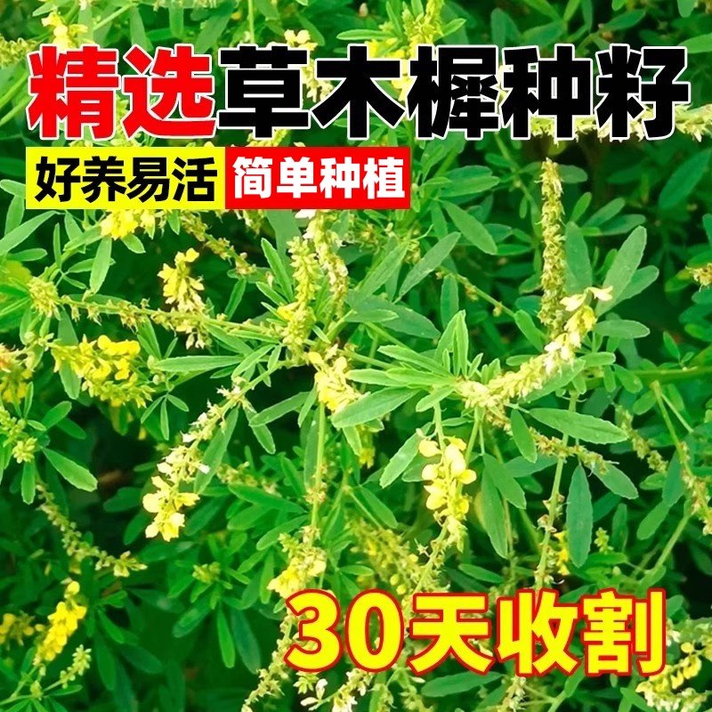 草木樨种子 草木犀 蜜源植物 黄花草 牧草型 绿肥 耐寒耐贫瘠草籽