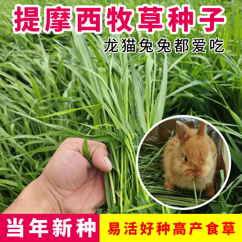 提摩西草种子猫尾草梯牧草兔子豚鼠荷兰猪优质草多年生牧草种子