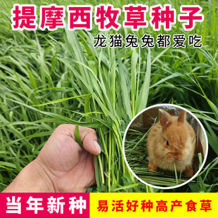 提摩西草种子猫尾草梯牧草兔子豚鼠荷兰猪优质草多年生牧草种子
