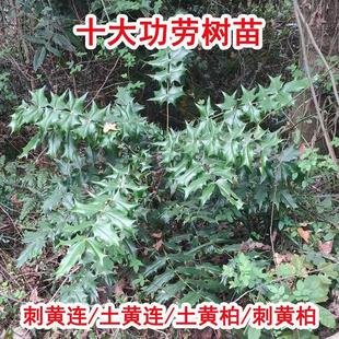 十大功劳 老鼠刺八角刺黄天竹土黄柏土黄连 绿篱 十大功劳种子