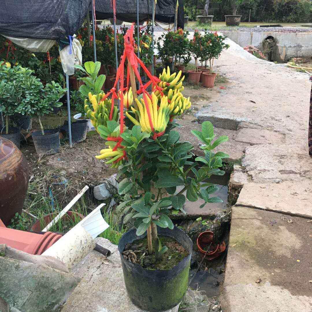 佛手树盆栽金华佛手盆栽带花苞/金佛手树苗带果/大种果佛手香橼