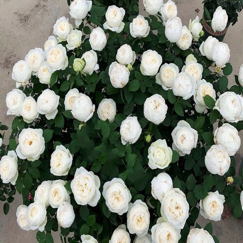 伊芙婚礼c之路浓香月季花苗多季开大花纯白色玫瑰盆栽阳台观花植