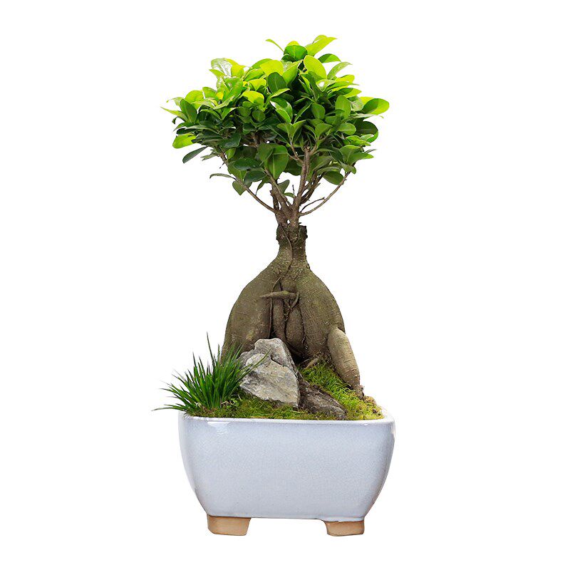 人参榕盆栽c小叶榕树桌面绿植室内植物造型树桩盆景好养活四季常