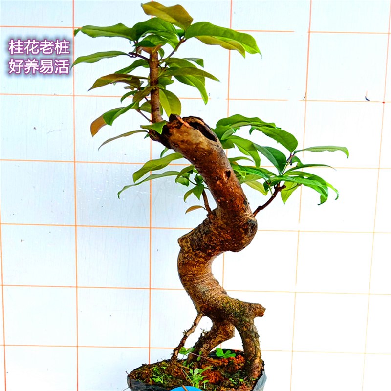 室内木质金桂花卉树下提根造型高山小H老桩阳台盆景栽植一物一拍