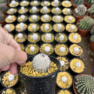 漳州嘟嘟仙人球【直刺佩雷】直刺培雷仙X人球批 发