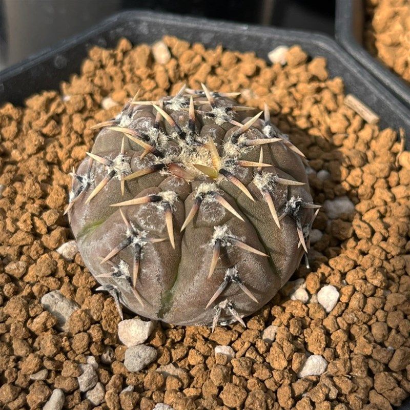 强刺怪龙王仙g人球稀有品种精品贵货开花多肉植物花卉盆栽办公室,鲜花速递/花卉仿真/绿植园艺,多肉植物,淘宝优惠券,粉丝福利购,淘宝优惠卷