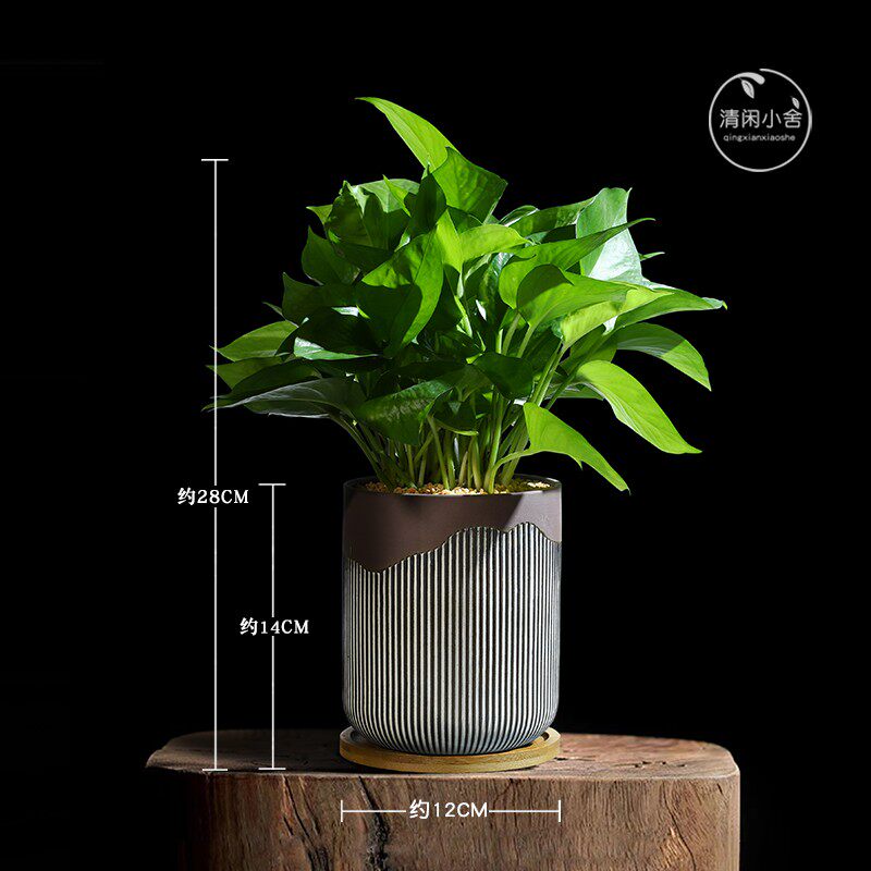 绿萝室内好养绿植吸m甲醛净化空气植物办公室好养防辐射桌面小盆