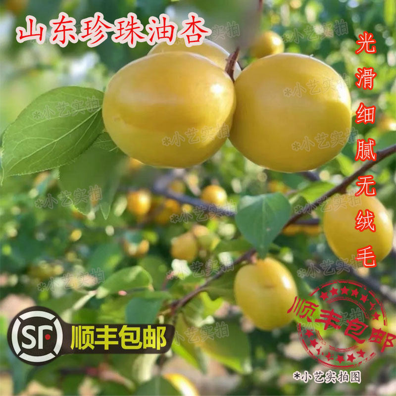 山东珍珠油杏小白杏应季水果现摘新鲜水果香杏酸甜可口无绒毛杏子