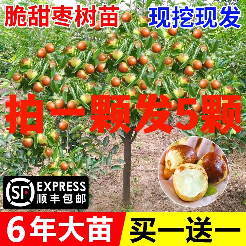 枣树活苗嫁接冬枣地栽果树果苗当年结果北方南方大枣超甜特大庭院