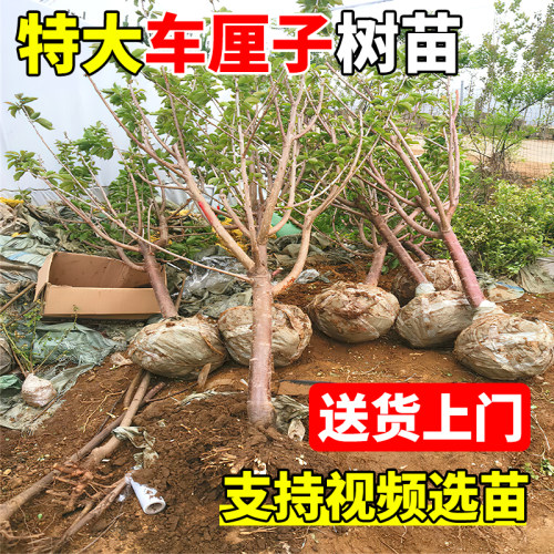 特大车厘子树苗嫁接大樱