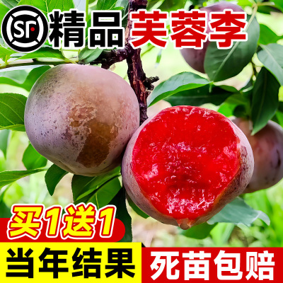芙蓉李子树苗红心新品种
