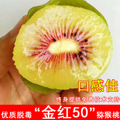金红50猕猴桃苗嫁接红心