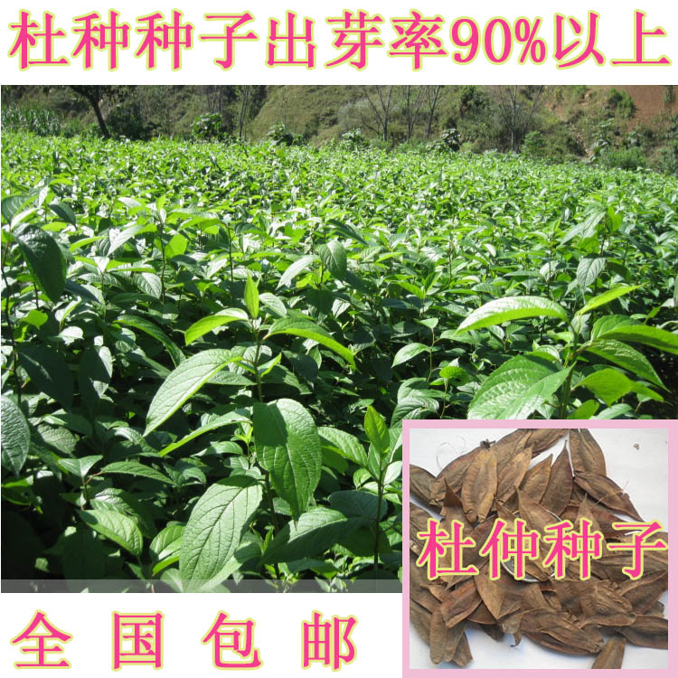 新采一级杜仲种子 丝棉皮 棉树皮 胶树 材树种子