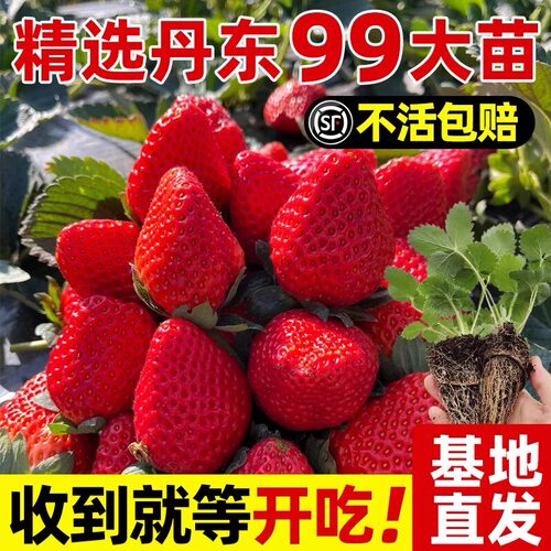 特大号草莓带果盆栽苗秧