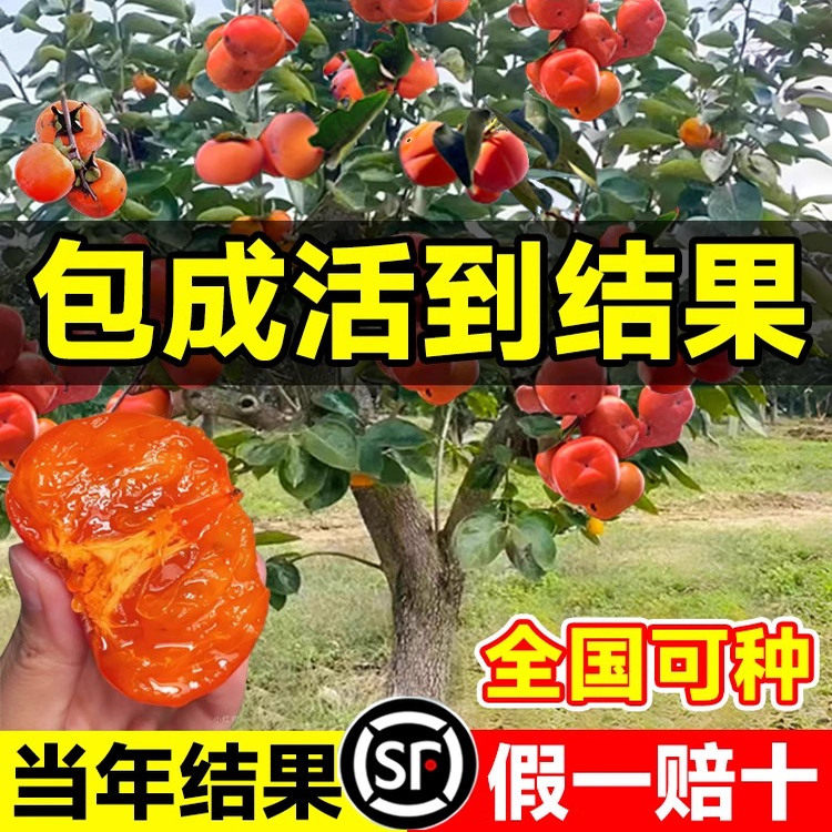 火晶柿子苗树脆甜柿子苗磨盘牛心庭院果树盆栽当年结果南北方种植